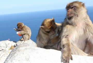 Лудогорец на гости на маймунките (СНИМКИ)